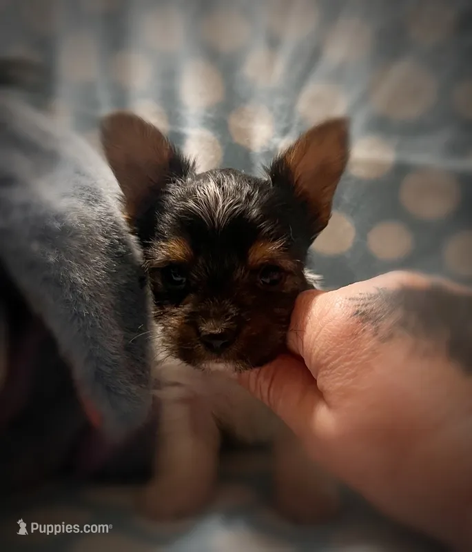 Tokyo ~ T-cup – Yorkshire Terrier puppy for sale in Evansville, IN