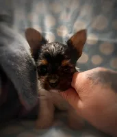 Tokyo ~ T-cup, a male Yorkshire Terrier for sale in Evansville, IN – 1 of 10
