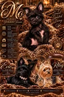 Mo , a male Yorkshire Terrier for sale in Evansville, IN – 6 of 8