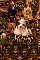Murphy , a male Yorkshire Terrier for sale in Evansville, IN – 7 of 7