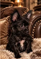 Mo , a male Yorkshire Terrier for sale in Evansville, IN – 4 of 8