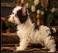 Murphy , a male Yorkshire Terrier for sale in Evansville, IN – 3 of 7
