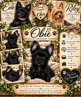 Obie , a male Yorkshire Terrier for sale in Evansville, IN – 2 of 7