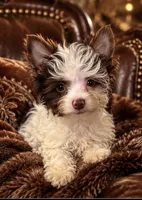 Murphy , a male Yorkshire Terrier for sale in Evansville, IN – 4 of 7