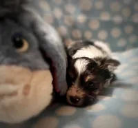 Tongo, a male Yorkshire Terrier for sale in Evansville, IN – 5 of 8