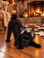 Obie , a male Yorkshire Terrier for sale in Evansville, IN – 3 of 7