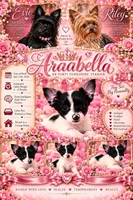 Arabella , a female Yorkshire Terrier for sale in Evansville, IN – 10 of 10