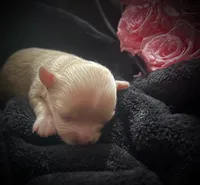 Asia ~ Micro, a female Yorkshire Terrier for sale in Evansville, IN – 7 of 7