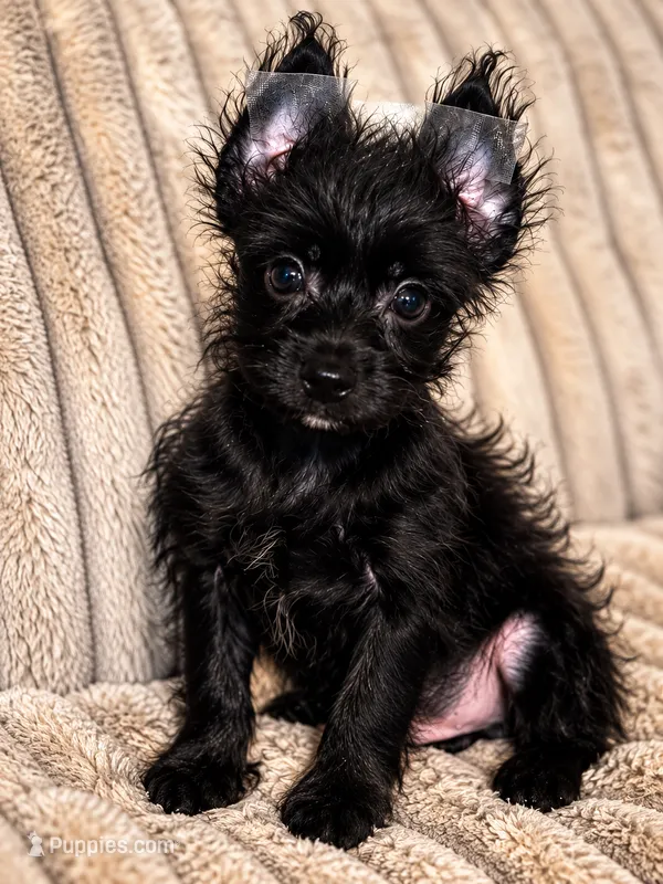 Obie  – Yorkshire Terrier puppy for sale in Evansville, IN