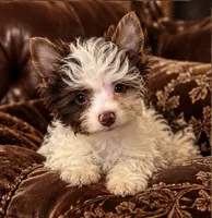 Murphy , a male Yorkshire Terrier for sale in Evansville, IN – 5 of 7