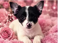 Annabella , a female Yorkshire Terrier for sale in Evansville, IN – 4 of 10