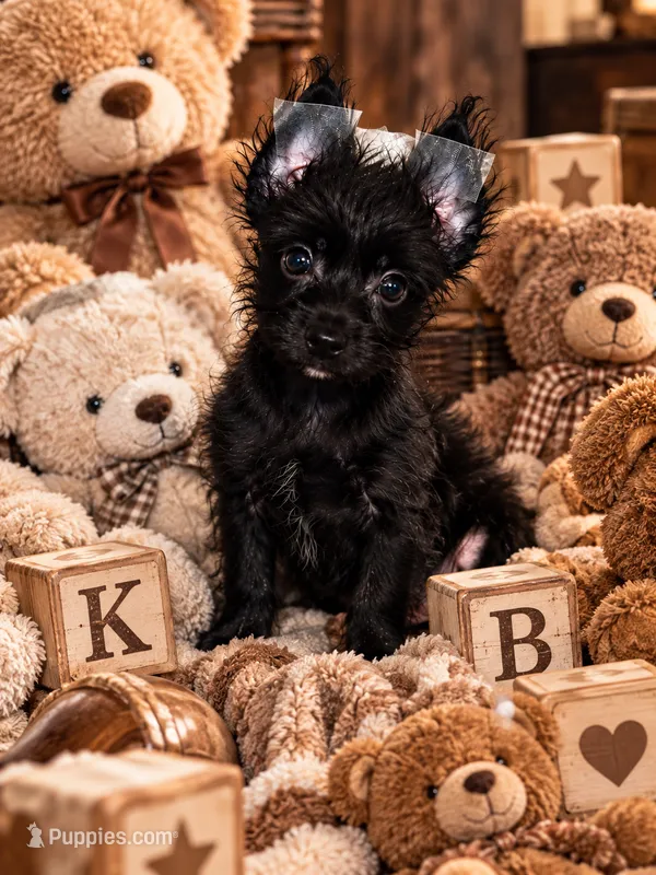 Obie  – Yorkshire Terrier puppy for sale in Evansville, IN