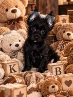 Obie , a male Yorkshire Terrier for sale in Evansville, IN – 1 of 7