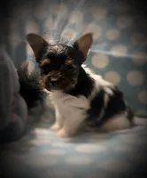 Tokyo ~ T-cup, a male Yorkshire Terrier for sale in Evansville, IN – 4 of 10