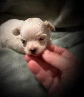 Mali ~ Micro, a female Yorkshire Terrier for sale in Evansville, IN – 8 of 8