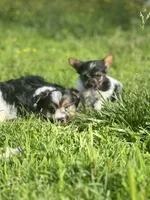 Tokyo ~ T-cup, a male Yorkshire Terrier for sale in Evansville, IN – 5 of 10