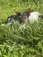 Tokyo ~ T-cup, a male Yorkshire Terrier for sale in Evansville, IN – 4 of 10