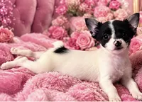 Annabella , a female Yorkshire Terrier for sale in Evansville, IN – 5 of 10