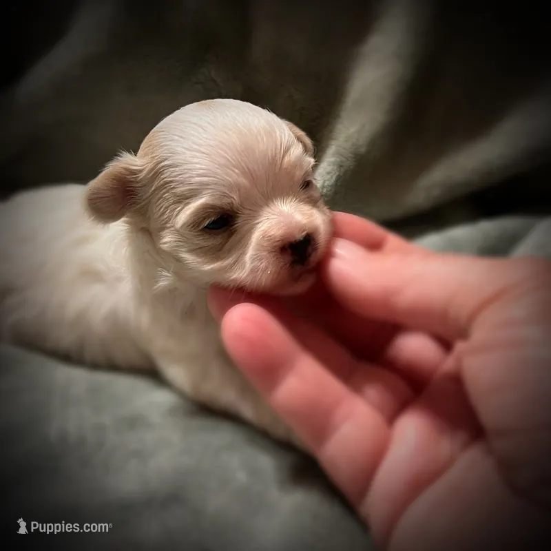 Mali ~ Micro – Yorkshire Terrier puppy for sale in Evansville, IN