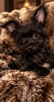 Mo , a male Yorkshire Terrier for sale in Evansville, IN – 8 of 8