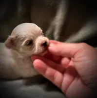 Mali ~ Micro, a female Yorkshire Terrier for sale in Evansville, IN – 5 of 8