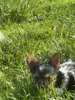 Tokyo ~ T-cup, a male Yorkshire Terrier for sale in Evansville, IN – 3 of 10