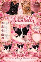 Annabella , a female Yorkshire Terrier for sale in Evansville, IN – 6 of 10