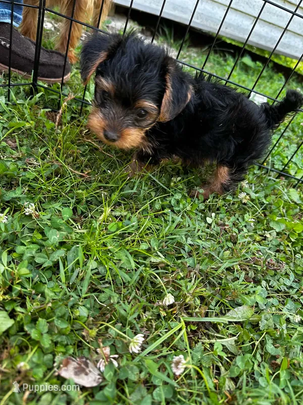 Libby – Yorkshire Terrier puppy for sale in Blountville, TN