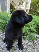 Dakota, a male Rottweiler and Golden Retriever for sale in Acworth, GA – 4 of 4