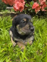 Bear, a male Rottweiler and Golden Retriever for sale in Acworth, GA – 6 of 7