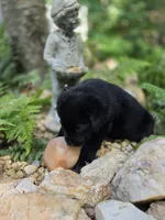 River, a female Rottweiler and Golden Retriever for sale in Acworth, GA – 4 of 5