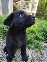 Dakota, a male Rottweiler and Golden Retriever for sale in Acworth, GA – 3 of 4