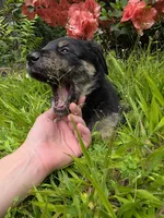 Bear, a male Rottweiler and Golden Retriever for sale in Acworth, GA – 2 of 7