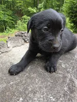 Athena, a female Rottweiler and Golden Retriever for sale in Acworth, GA – 4 of 6