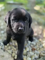 Ranger, a male Rottweiler and Golden Retriever for sale in Acworth, GA – 3 of 3