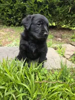 Willow, a female Rottweiler and Golden Retriever for sale in Acworth, GA – 5 of 7