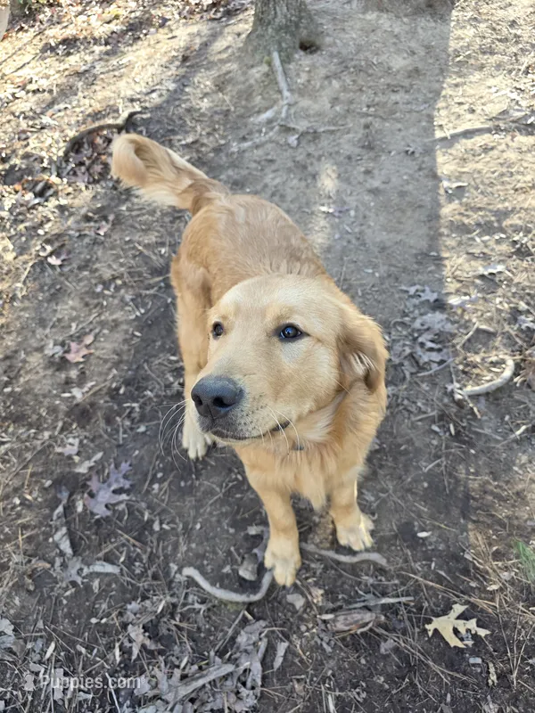 Alex – Golden Retriever puppy for sale in Acworth, GA