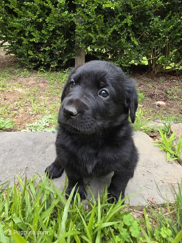 Willow – Rottweiler, Golden Retriever puppy for sale in Acworth, GA