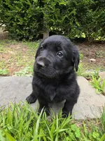 Willow, a female Rottweiler and Golden Retriever for sale in Acworth, GA – 1 of 7