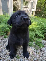 Dakota, a male Rottweiler and Golden Retriever for sale in Acworth, GA – 2 of 4