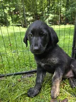 Dotty, a female Rottweiler and Golden Retriever for sale in Acworth, GA – 4 of 5