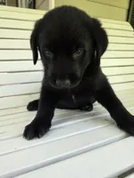 Duke, a male Rottweiler and Golden Retriever for sale in Acworth, GA – 4 of 4