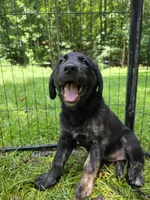Dotty, a female Rottweiler and Golden Retriever for sale in Acworth, GA – 1 of 5