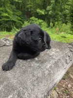 Athena, a female Rottweiler and Golden Retriever for sale in Acworth, GA – 5 of 6