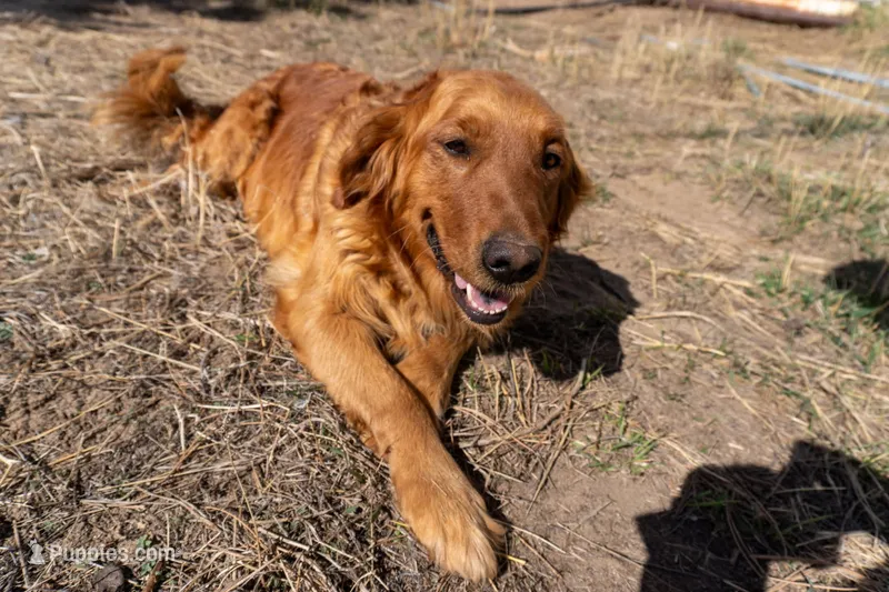 Rizzy – Golden Retriever puppy for sale in Acworth, GA