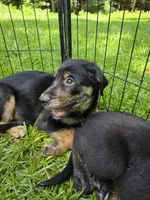 Biscuit , a male Rottweiler and Golden Retriever for sale in Acworth, GA – 2 of 3