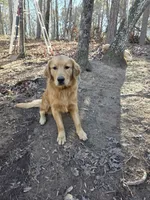 Alex, a male Golden Retriever for sale in Acworth, GA – 7 of 7