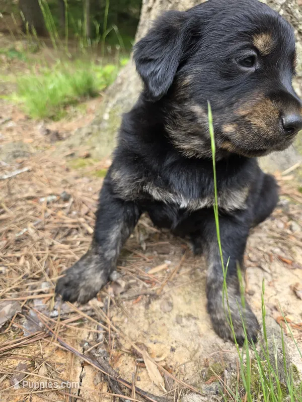 Biscuit  – Rottweiler, Golden Retriever puppy for sale in Acworth, GA