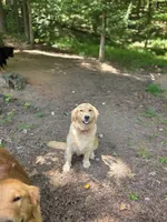 Bella, a female Golden Retriever for sale in Acworth, GA – 6 of 6