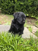 Willow, a female Rottweiler and Golden Retriever for sale in Acworth, GA – 6 of 7